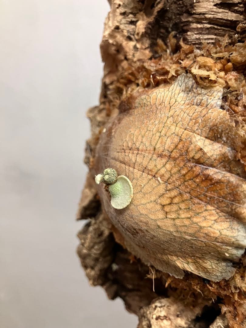 ビカクシダ　キヨヒメ　トキントキン　清姫　kiyohime 子株　コルク付け