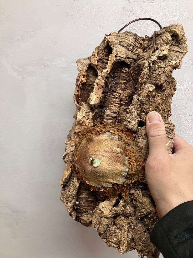 ビカクシダ　キヨヒメ　トキントキン　清姫　kiyohime 子株　コルク付け