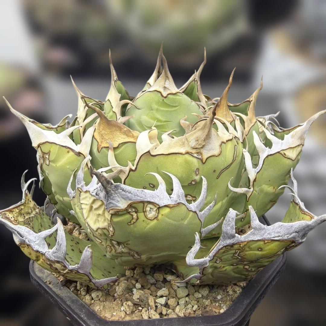 アガベ　オアハカ　現地球　活着済み　オテロイ　チタノタ