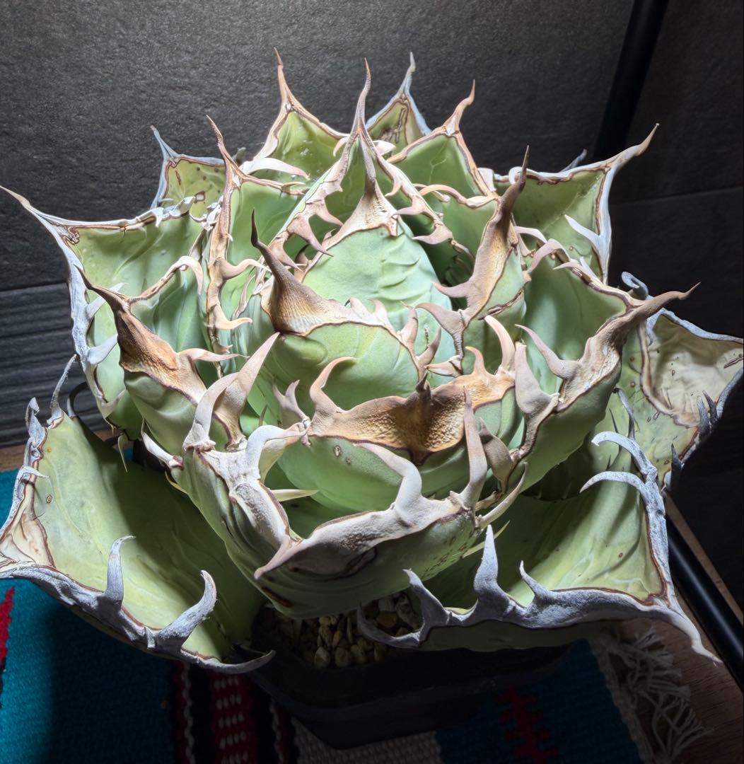 アガベ　オアハカ　現地球　活着済み　オテロイ　チタノタ