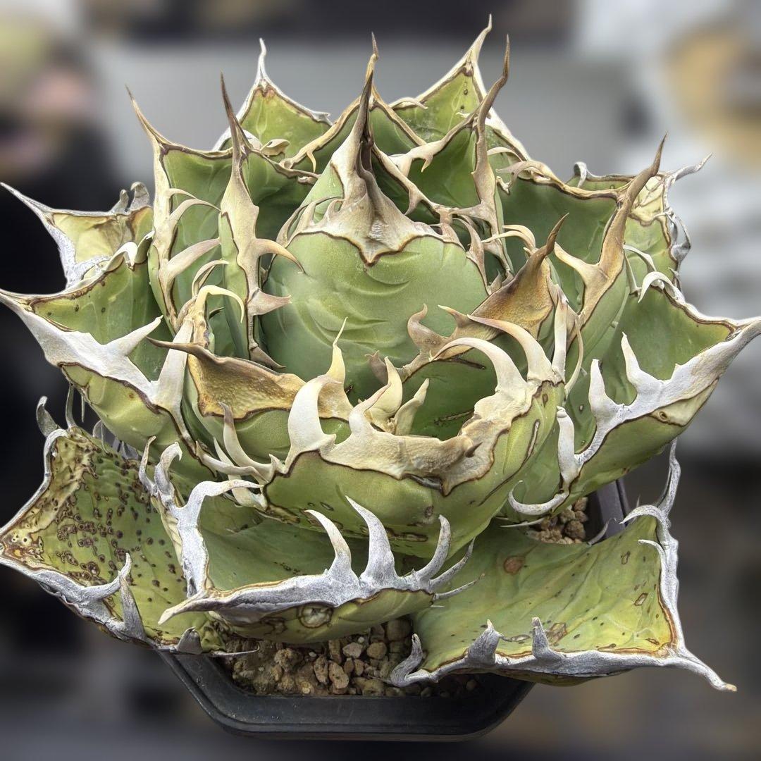 アガベ　オアハカ　現地球　活着済み　オテロイ　チタノタ