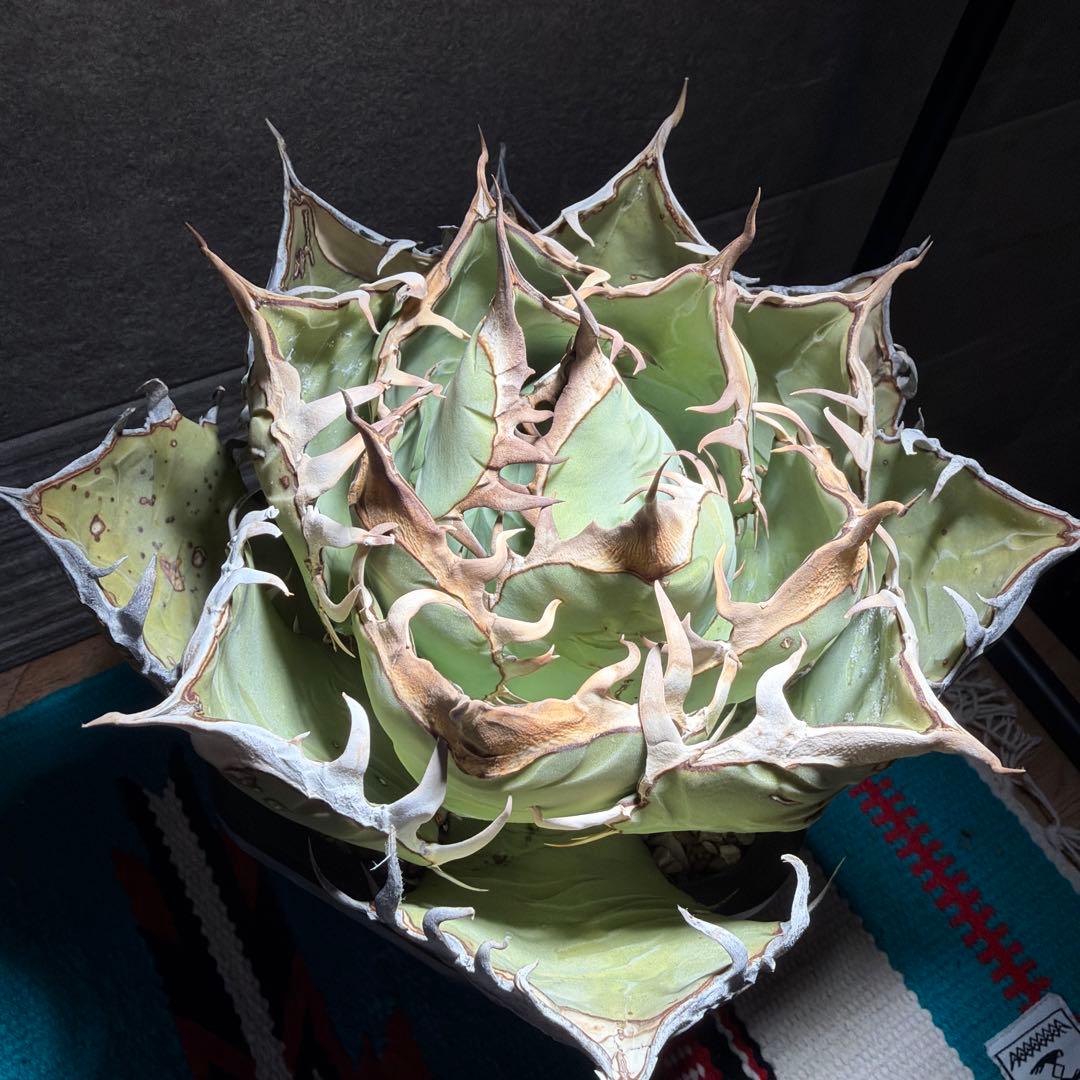 アガベ　オアハカ　現地球　活着済み　オテロイ　チタノタ