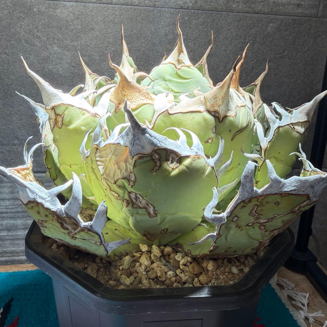 アガベ　オアハカ　現地球　活着済み　オテロイ　チタノタ