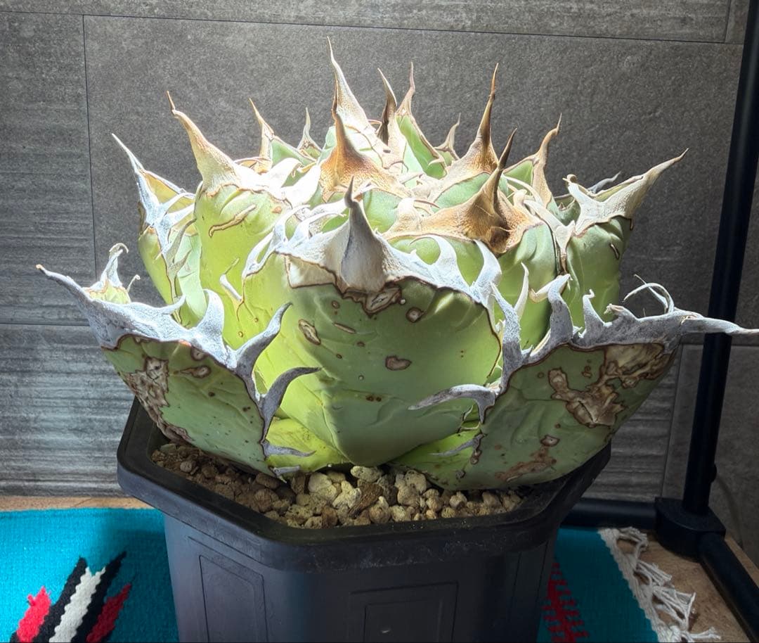 アガベ　オアハカ　現地球　活着済み　オテロイ　チタノタ