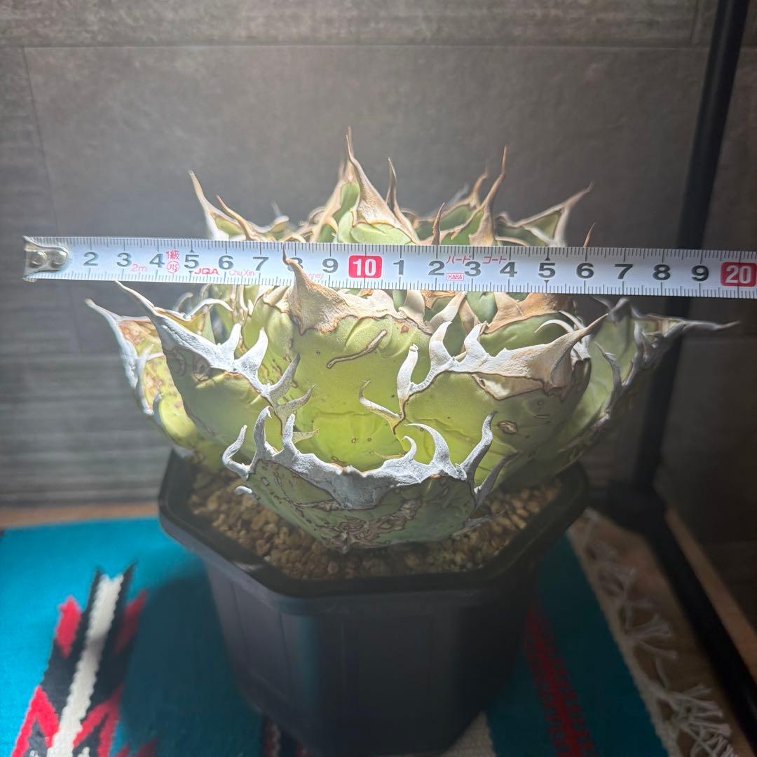 アガベ　オアハカ　現地球　活着済み　オテロイ　チタノタ