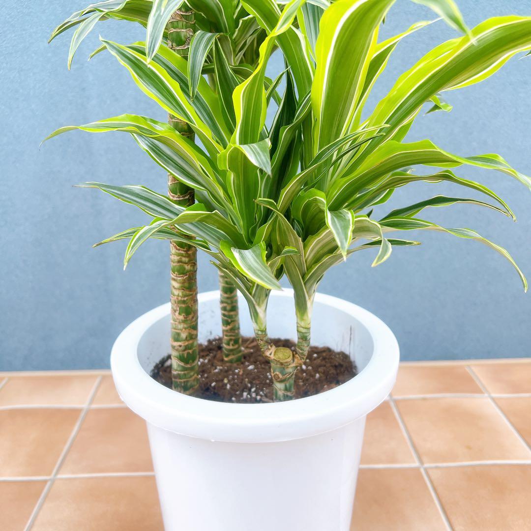 現品　ドラセナ　レモンサプライズ　32番　観葉植物　希少　斑入り　ドライガーデン