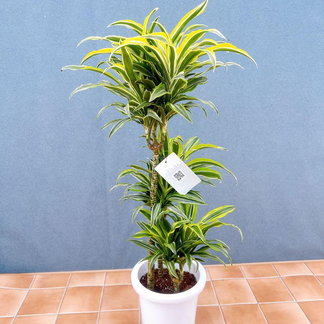 現品　ドラセナ　レモンサプライズ　32番　観葉植物　希少　斑入り　ドライガーデン