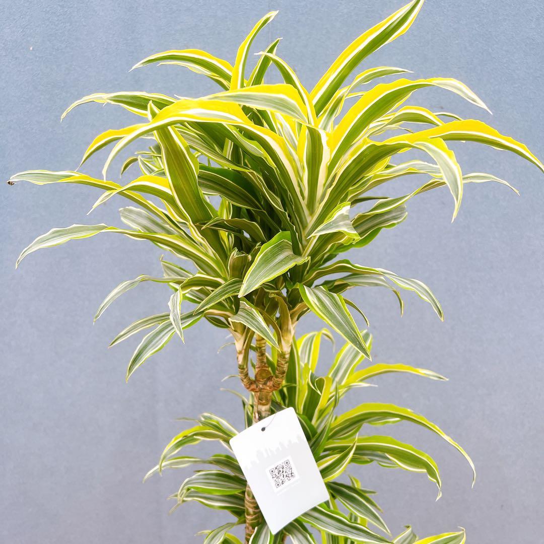 現品　ドラセナ　レモンサプライズ　32番　観葉植物　希少　斑入り　ドライガーデン