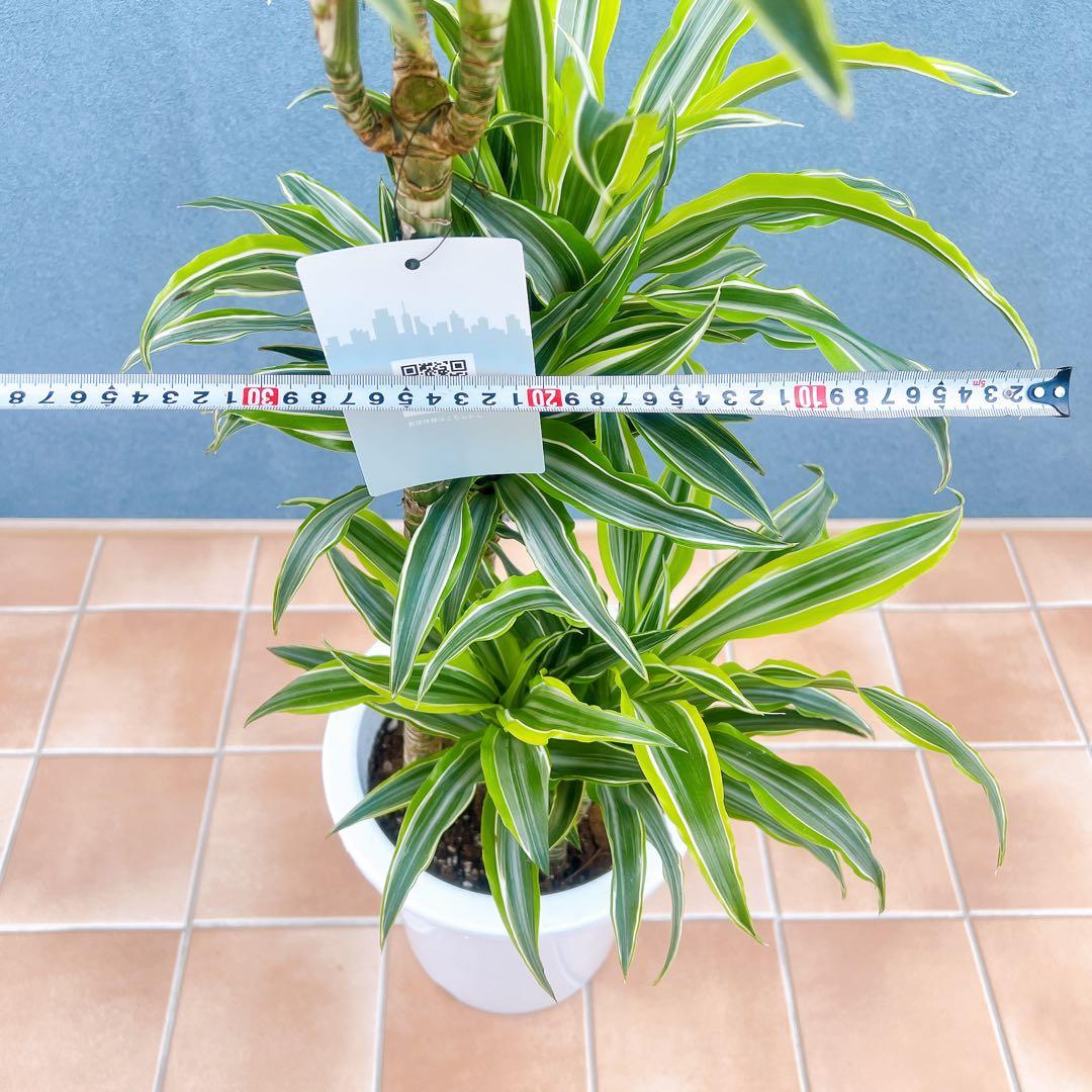 現品　ドラセナ　レモンサプライズ　32番　観葉植物　希少　斑入り　ドライガーデン