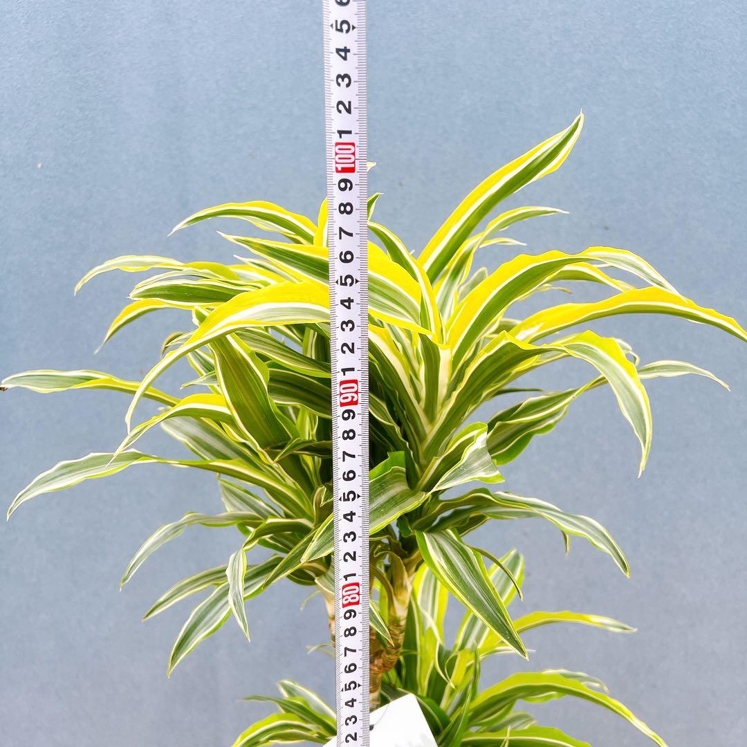 現品　ドラセナ　レモンサプライズ　32番　観葉植物　希少　斑入り　ドライガーデン