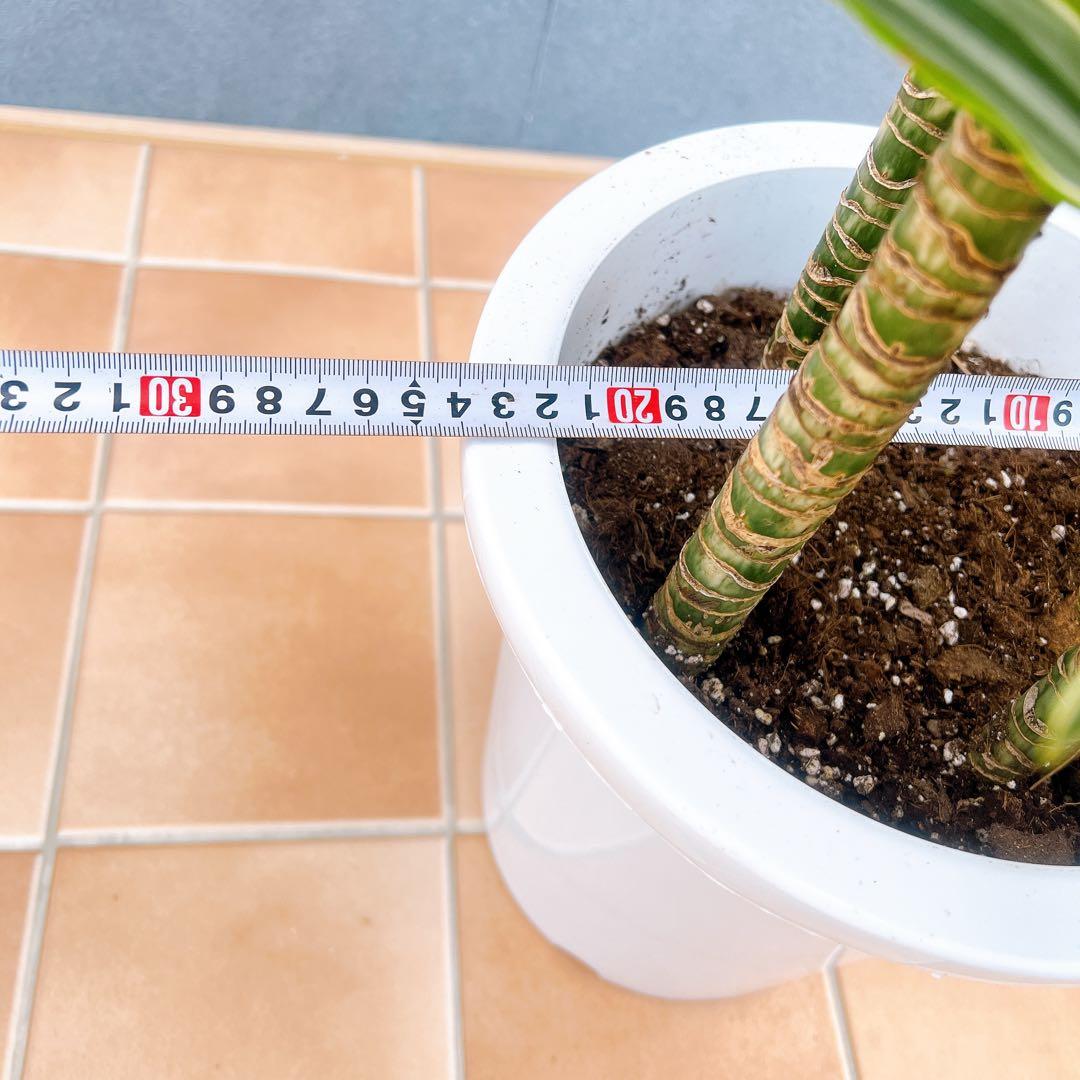 現品　ドラセナ　レモンサプライズ　32番　観葉植物　希少　斑入り　ドライガーデン