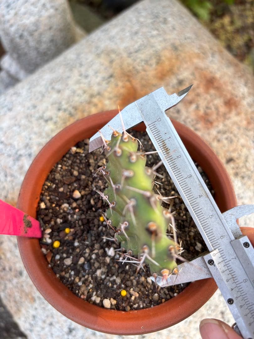 【珍品】多肉植物 硫黄団扇 赤い妖