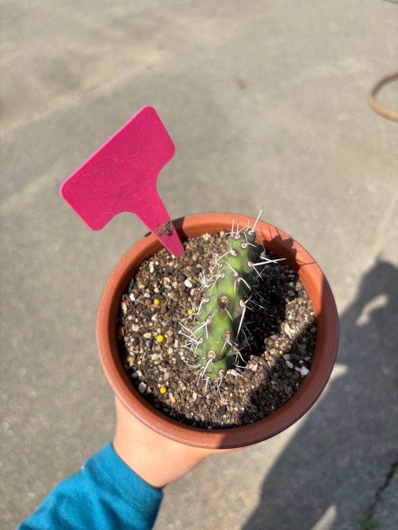 【珍品】多肉植物 硫黄団扇 赤い妖