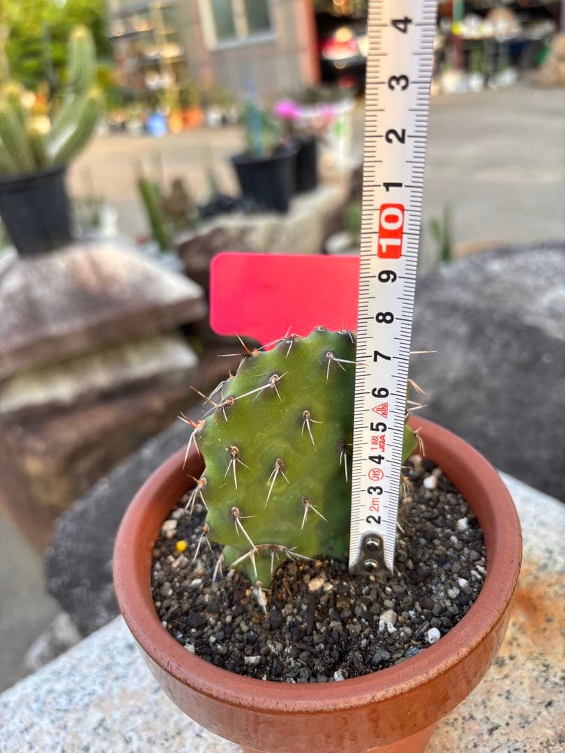 【珍品】多肉植物 硫黄団扇 赤い妖