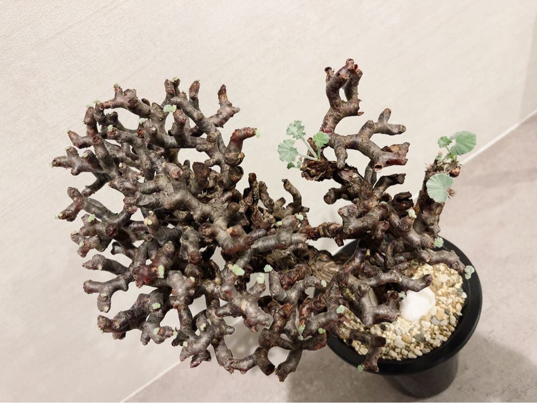 《期間限定販売❗️》『ペラルゴニウム　ミラビレ③』現地球　発根済み極美大株