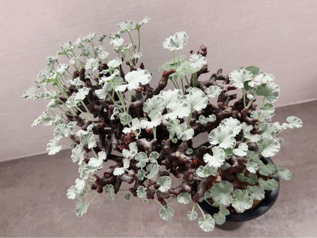 《期間限定販売❗️》『ペラルゴニウム　ミラビレ③』現地球　発根済み極美大株