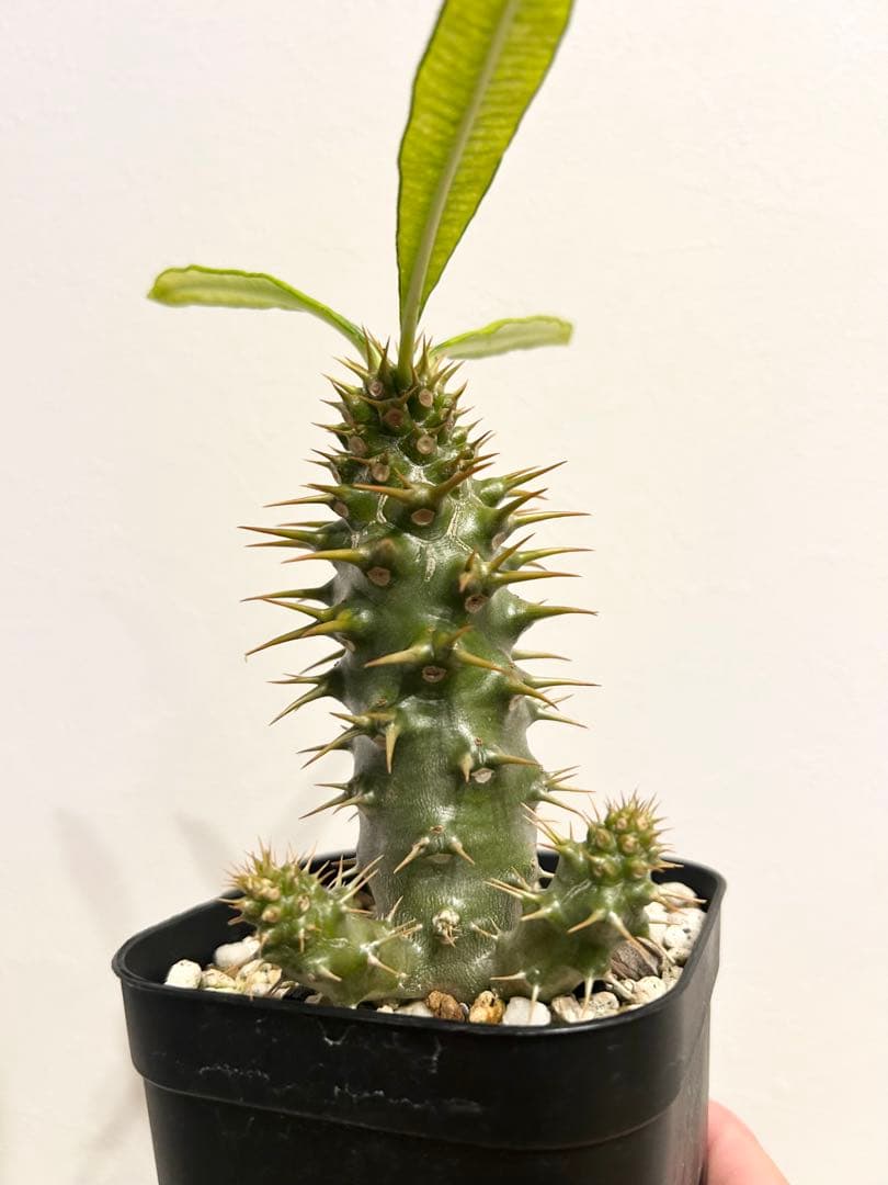 極美/塊根植物】ステファニア カウィーサキー 鉢植え 観葉植物 【極美