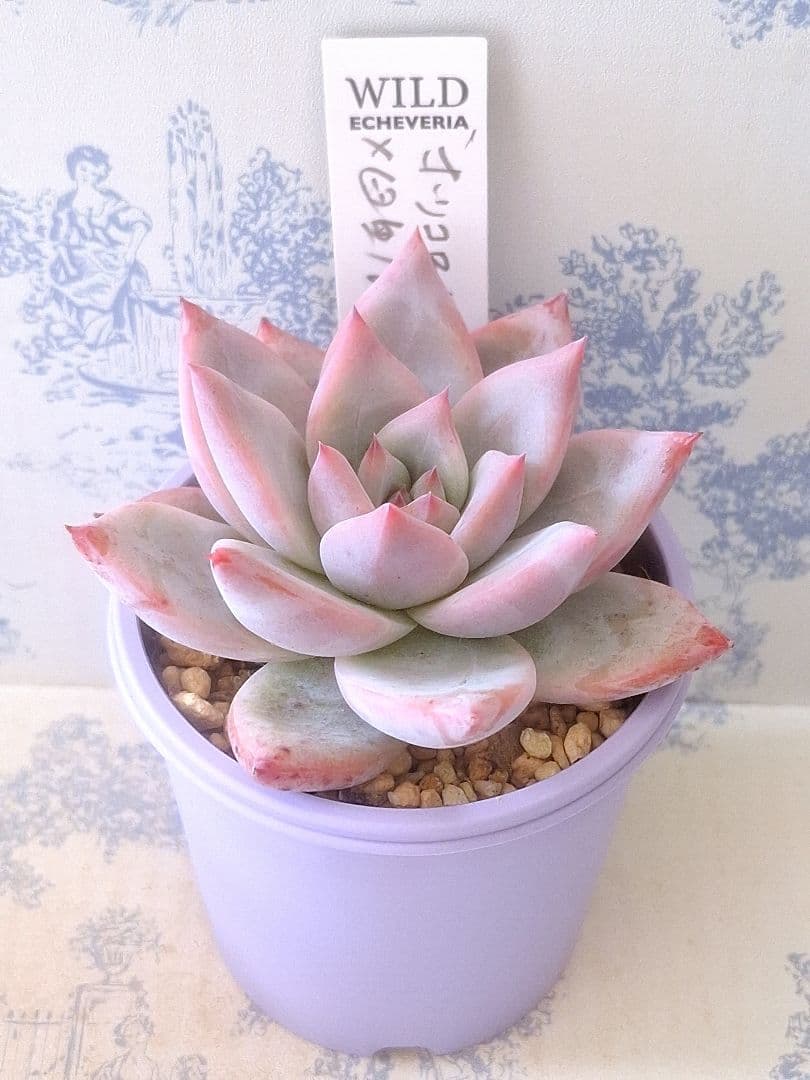 ホリコロ×臼田リンゼアナ札付きポットごとメルカリ便サボテン相談室さん苗