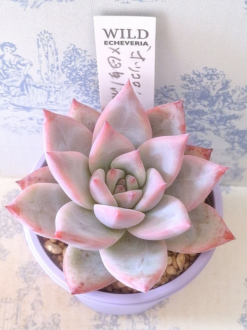 ホリコロ×臼田リンゼアナ札付きポットごとメルカリ便サボテン相談室さん苗