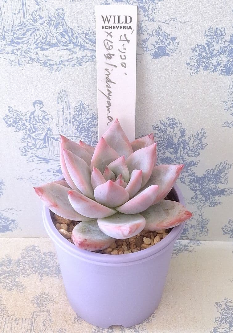 ホリコロ×臼田リンゼアナ札付きポットごとメルカリ便サボテン相談室さん苗