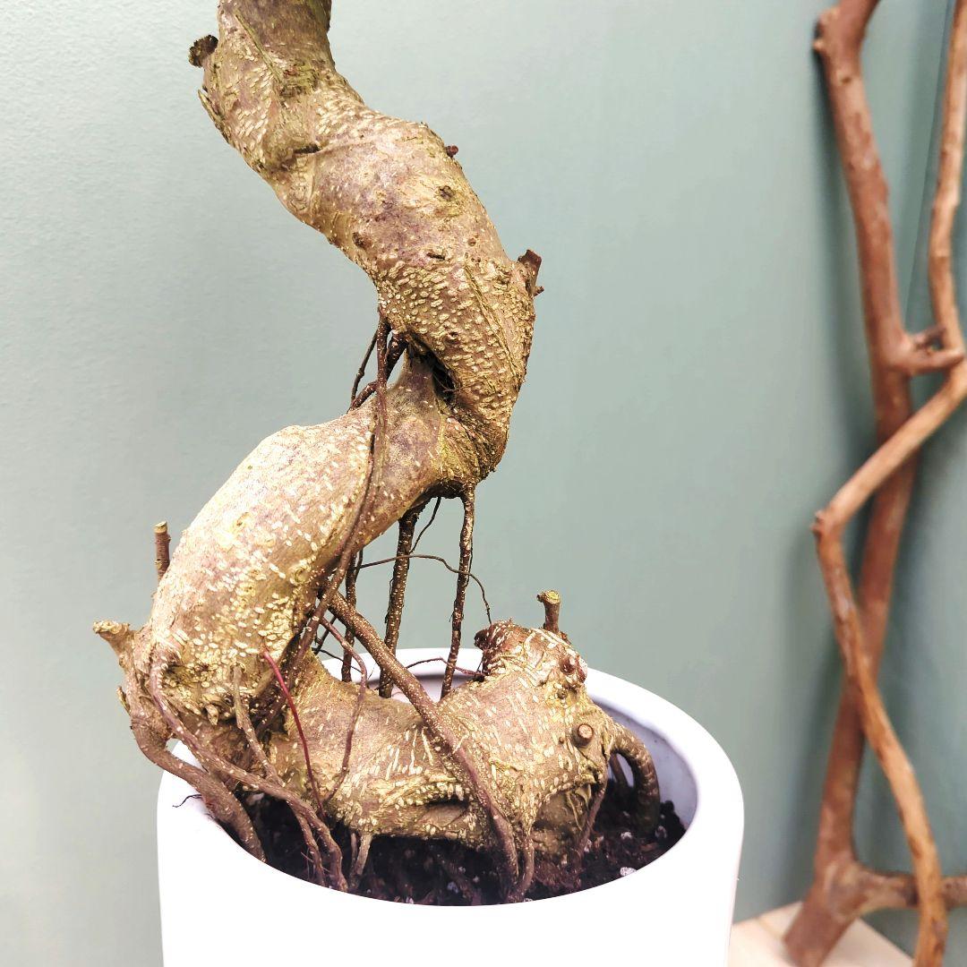 ガジュマル 昇り龍 【現品】根上り スタイリッシュポット 7号 - メルカリ