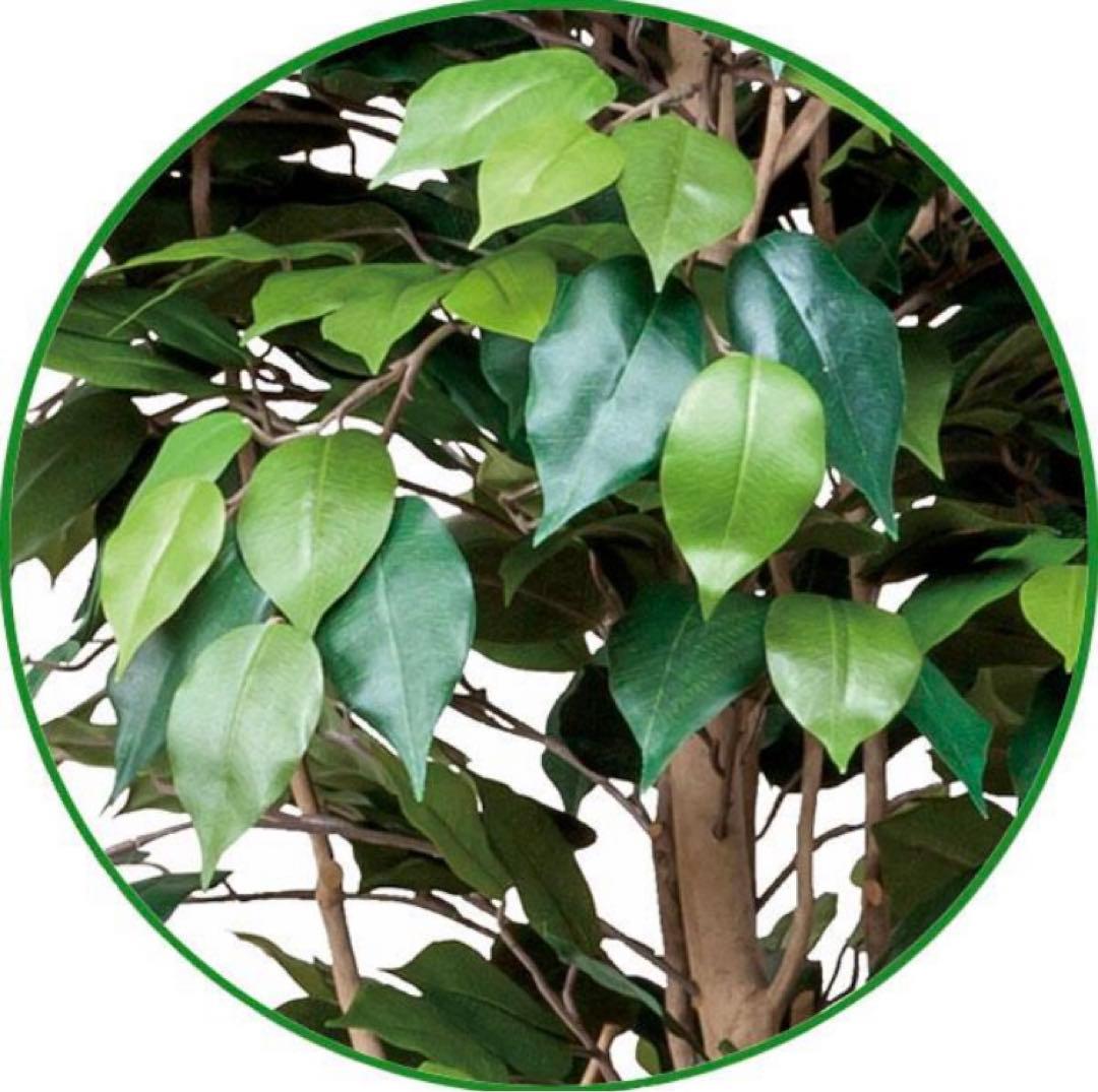 光触媒　人工観葉植物　ウォールグリーン　フェイクグリーン　ベンジャミン1.8d