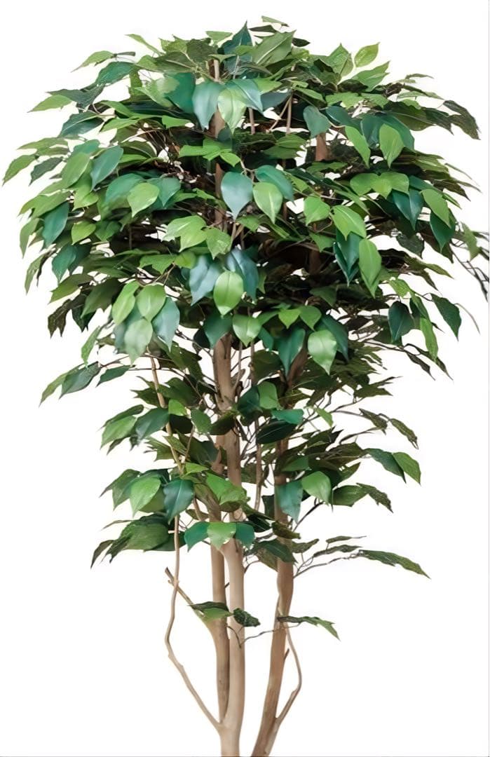 光触媒　人工観葉植物　ウォールグリーン　フェイクグリーン　ベンジャミン1.8d