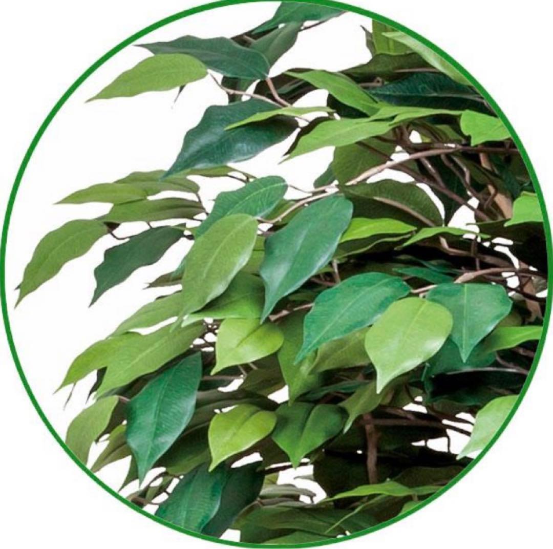 光触媒　人工観葉植物　ウォールグリーン　フェイクグリーン　ベンジャミン1.8d