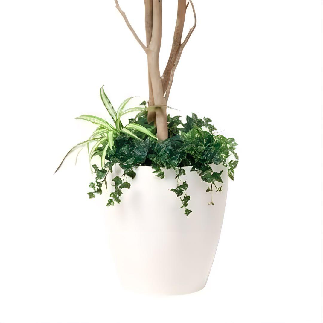 光触媒　人工観葉植物　ウォールグリーン　フェイクグリーン　ベンジャミン1.8d