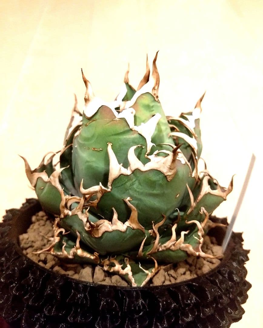 アガベ　チタノタ　シーザー　（凱撒）　選抜　オテロイ　特価