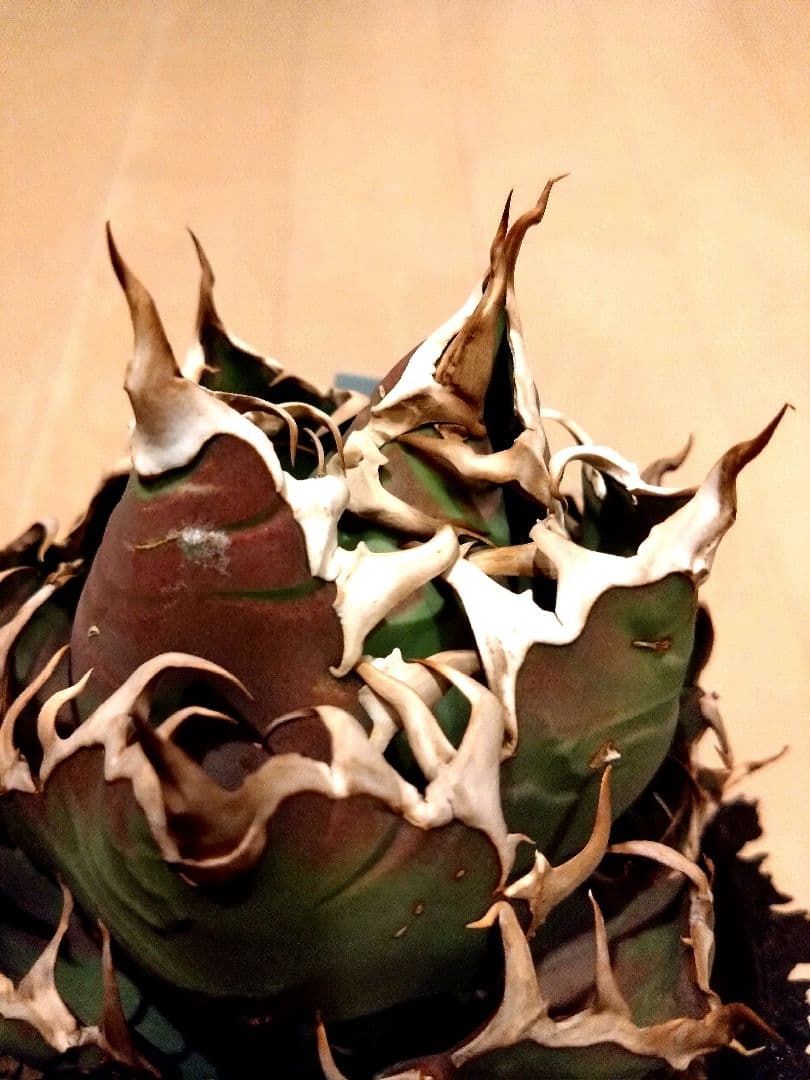 アガベ　チタノタ　シーザー　（凱撒）　選抜　オテロイ　特価