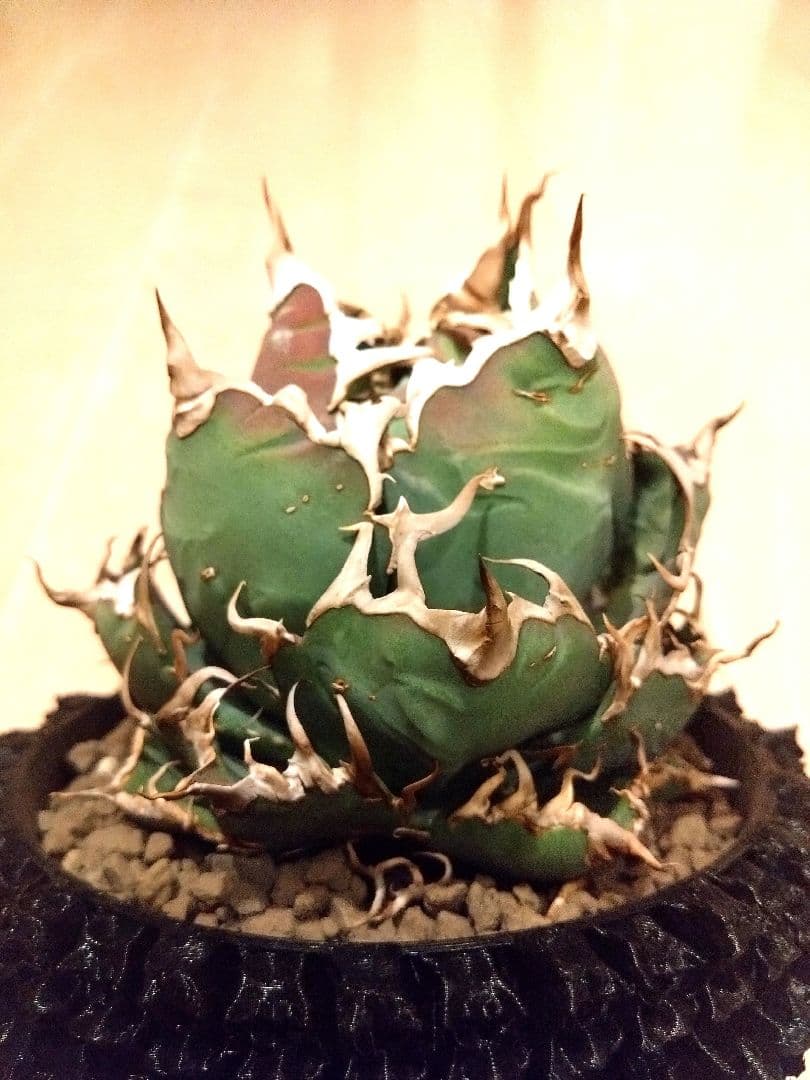 アガベ　チタノタ　シーザー　（凱撒）　選抜　オテロイ　特価