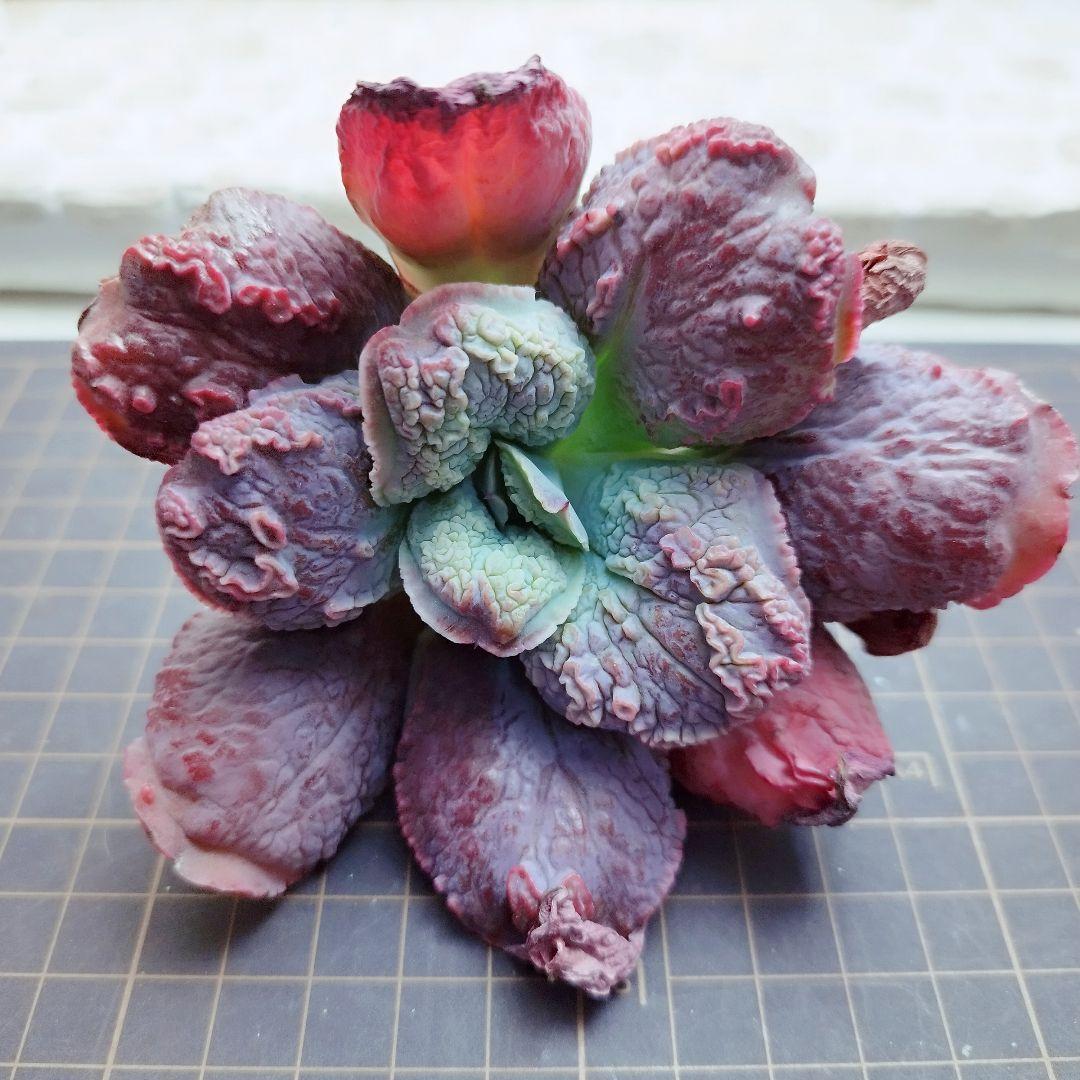 エンタ◎多肉植物 カット苗 輸入苗 エケベリア等