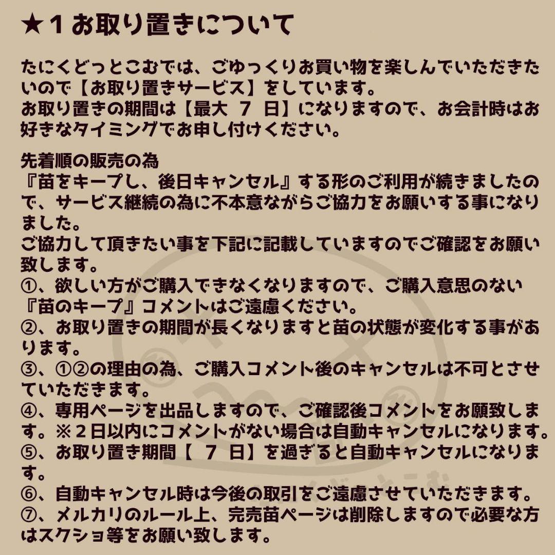 エンタ◎多肉植物 カット苗 輸入苗 エケベリア等
