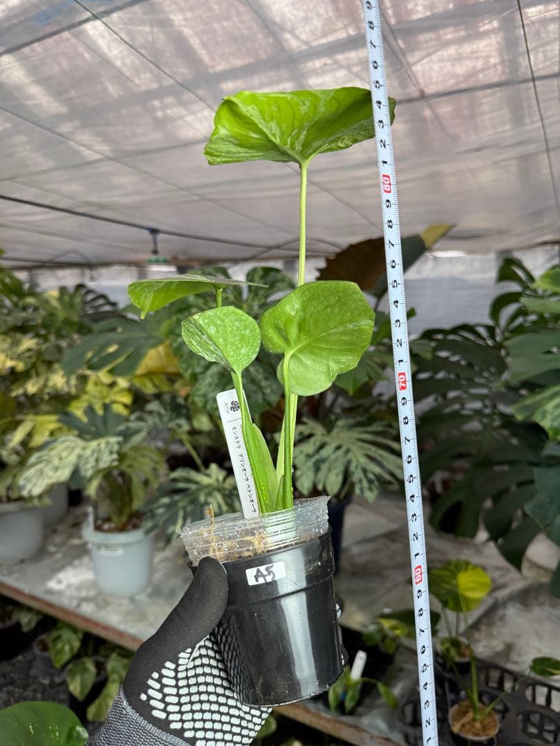 A5 モンステラ デリシオーサ ベトシオーサ セレクトエディション斑入り