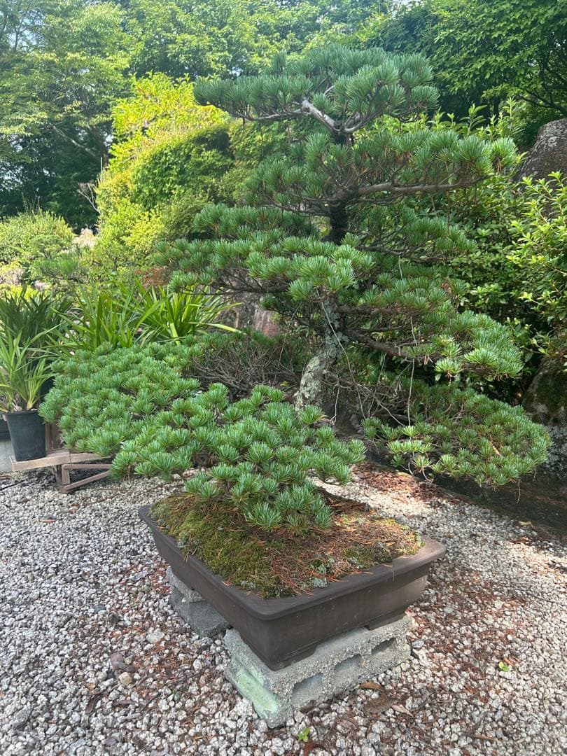 松の盆栽 大きめ 陶器製鉢