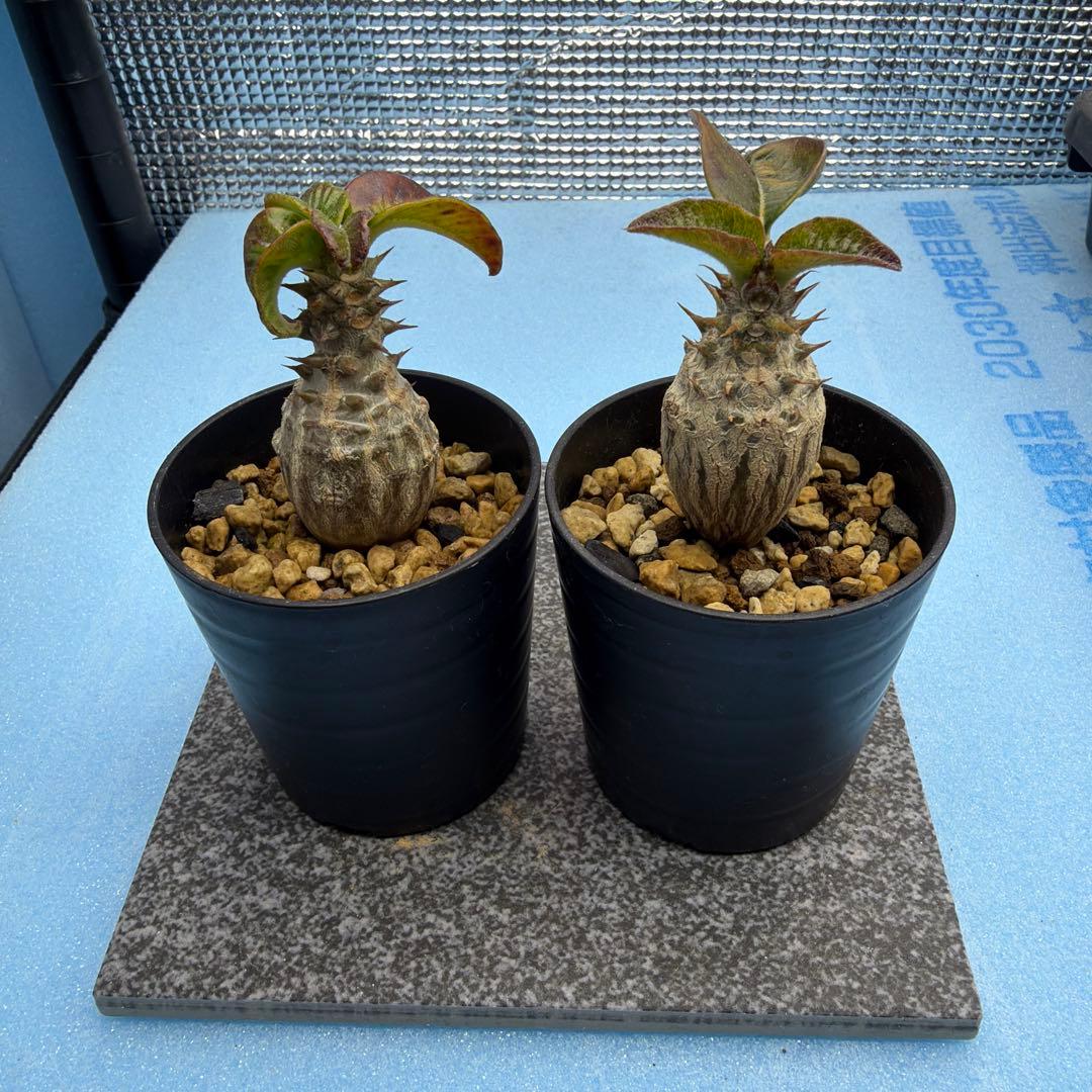 国内実生　パキポディウムウィンゾリー　　検索グラキリス