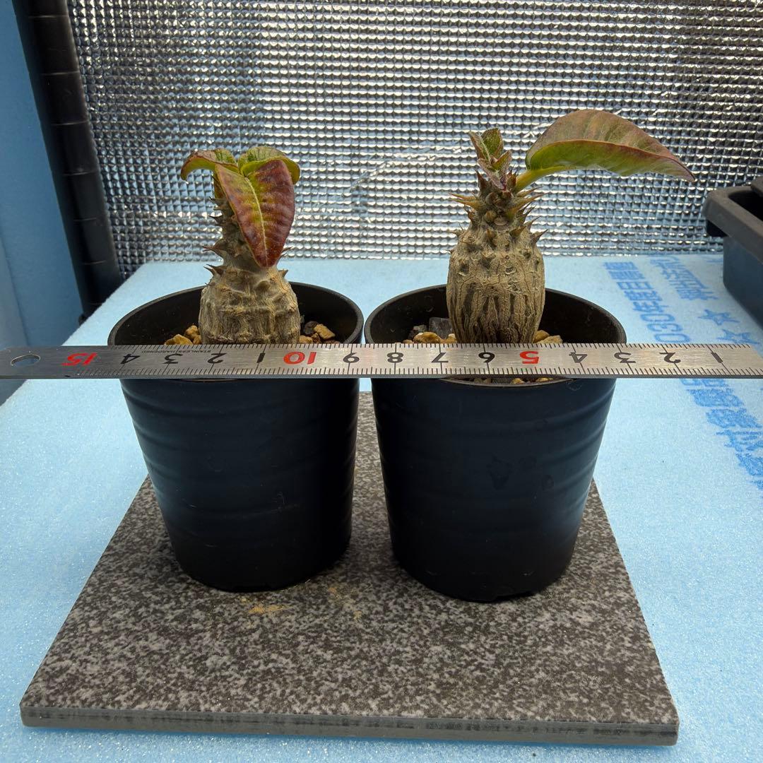 国内実生　パキポディウムウィンゾリー　　検索グラキリス