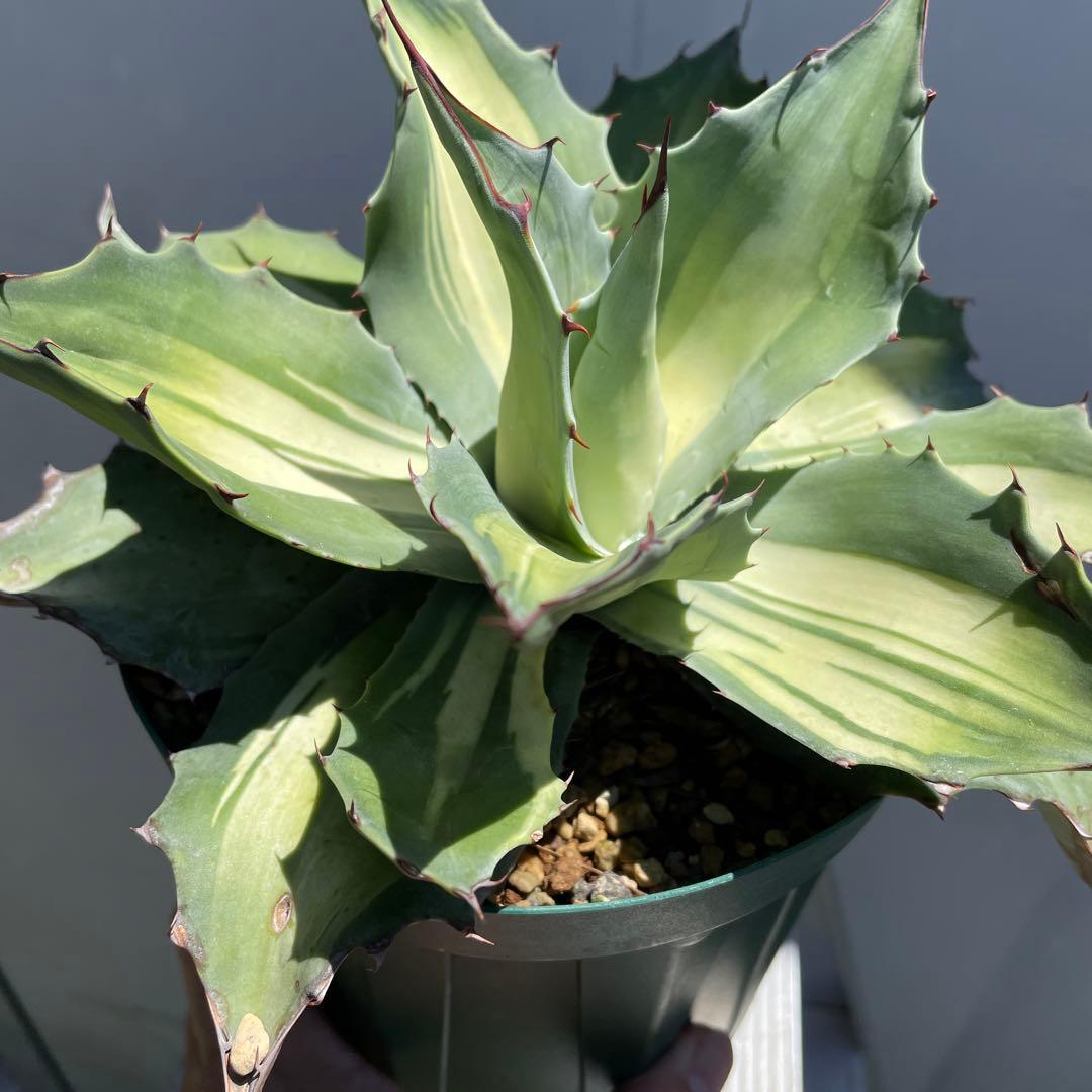 アガベ オバティフォリア フロスティブルー 中斑 Awakening Angel