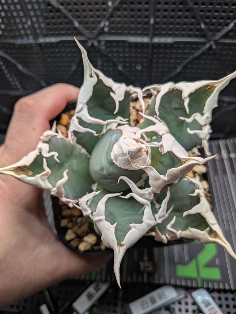 大特価 台湾ゴジラ（5枚目以降） 速達込み アガベ チタノタ - メルカリ