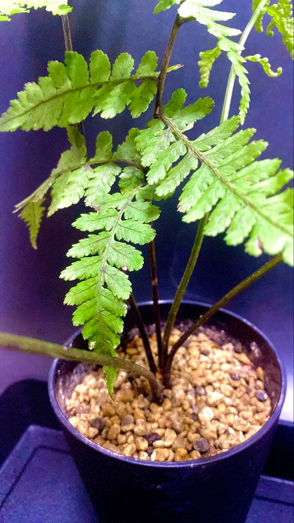 激レア！ アマミシダ 奄美大島固有種 現地採集株 - メルカリ