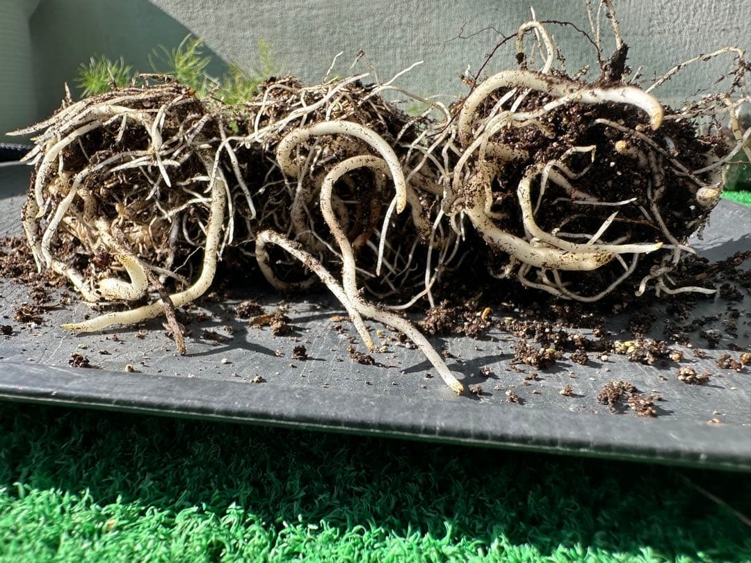 パープルタワー 育苗中農薬不使用 アスパラ