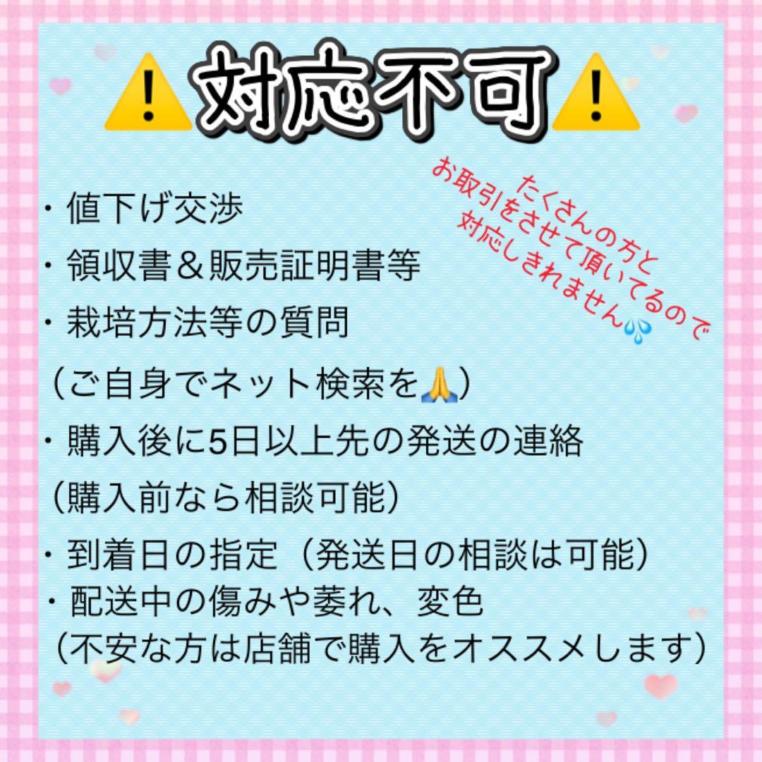 パープルタワー 育苗中農薬不使用 アスパラ