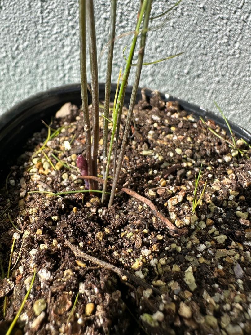 パープルタワー 育苗中農薬不使用 アスパラ