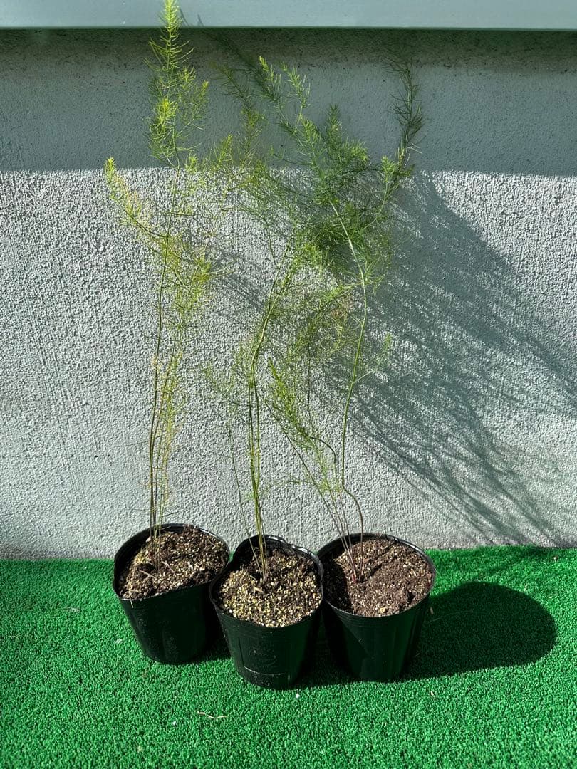 パープルタワー 育苗中農薬不使用 アスパラ