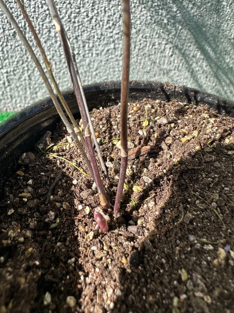 パープルタワー 育苗中農薬不使用 アスパラ