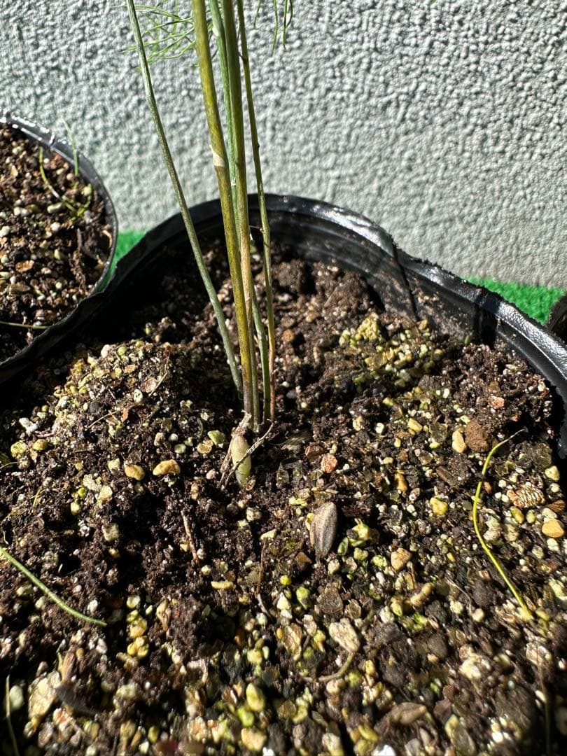 パープルタワー 育苗中農薬不使用 アスパラ