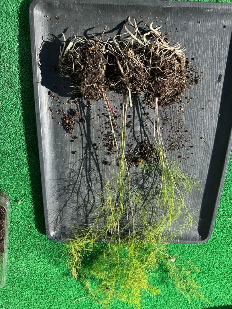 パープルタワー 育苗中農薬不使用 アスパラ