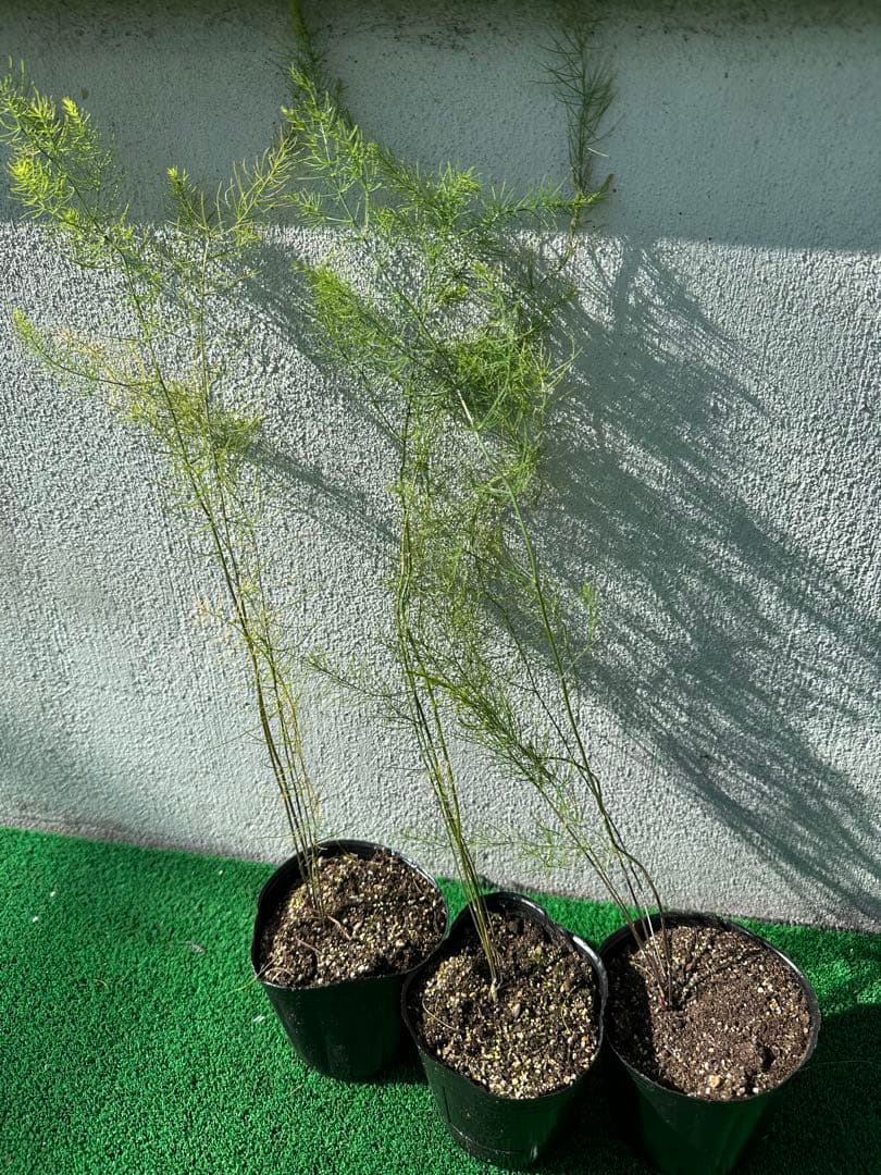 パープルタワー 育苗中農薬不使用 アスパラ