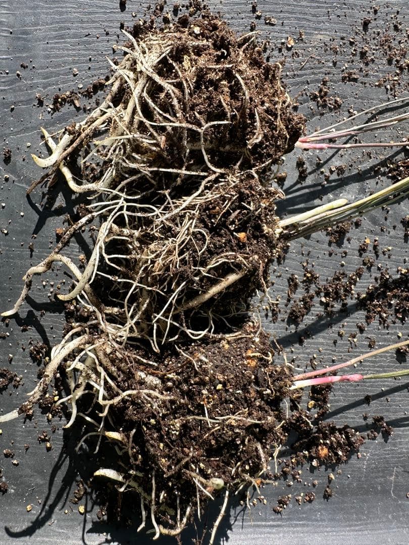 パープルタワー 育苗中農薬不使用 アスパラ